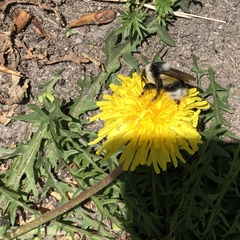 Bombus