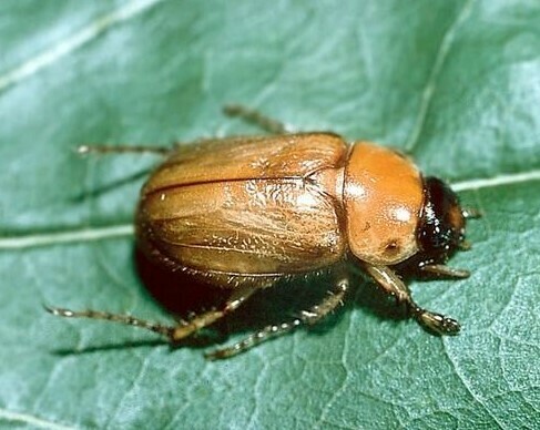Southern Masked Chafer