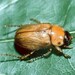 Southern Masked Chafer - Photo (c) 
Kansas Department of Agriculture, Bugwood.org, some rights reserved (CC BY)