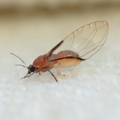 Bactericera californica