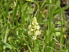 Toxicoscordion venenosum