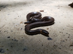 Diadophis punctatus punctatus