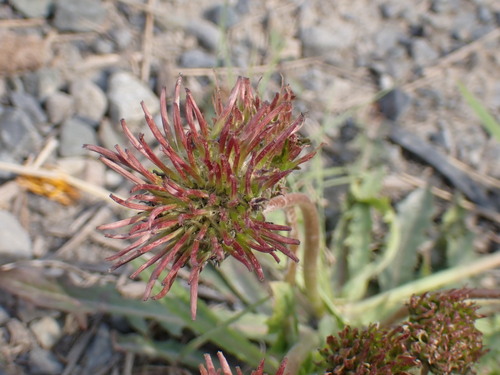 fleshy dandelion (Taraxacum carneocoloratum)