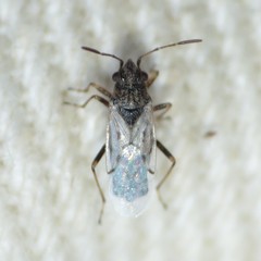 Nysius raphanus
