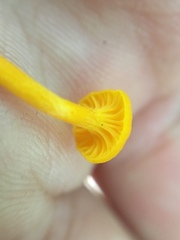 Cantharellus minor
