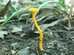 Cantharellus minor