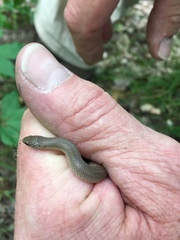 Virginia valeriae elegans