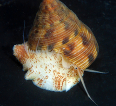 Calliostoma gloriosum