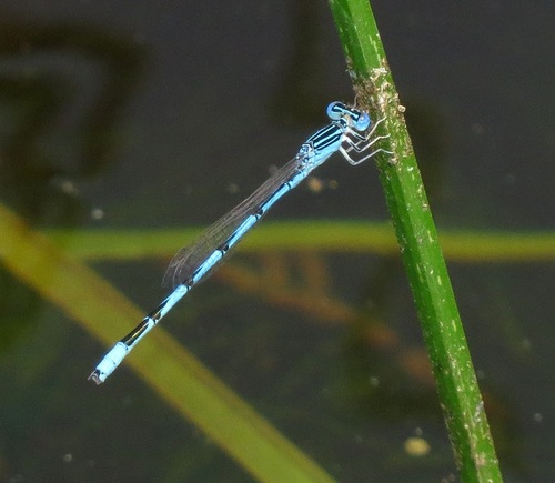 Double-striped Bluet
