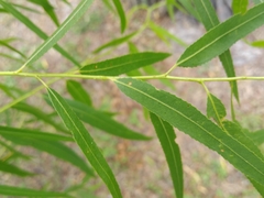 Salix nigra