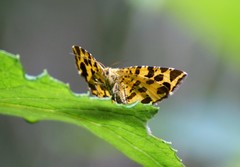 Pseudopanthera macularia