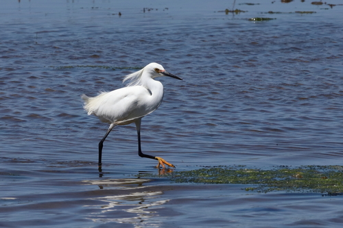 Snowy Egret photographed in Connecticut