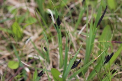 Carex atratiformis