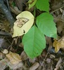 Stigmella rhoifoliella - Photo (c) Even Dankowicz, some rights reserved (CC BY), uploaded by Even Dankowicz