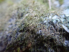 Jungermannia atrovirens