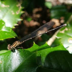 Argia translata