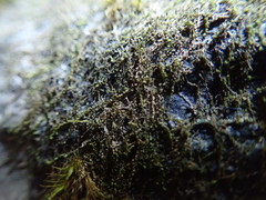 Jungermannia atrovirens