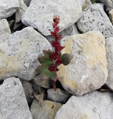 Nodding Saxifrage