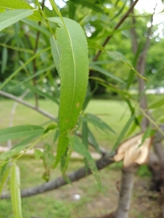 Salix nigra