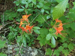 Rhododendron calendulaceum