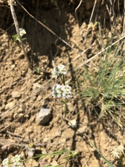 Valerianella coronata