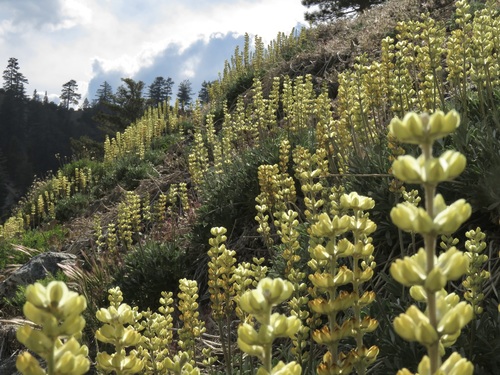 Peirson's Lupine (Lupinus peirsonii)