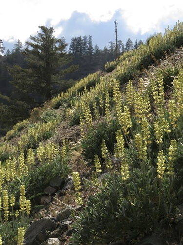 Image of Lupinus peirsonii by no rights reserved