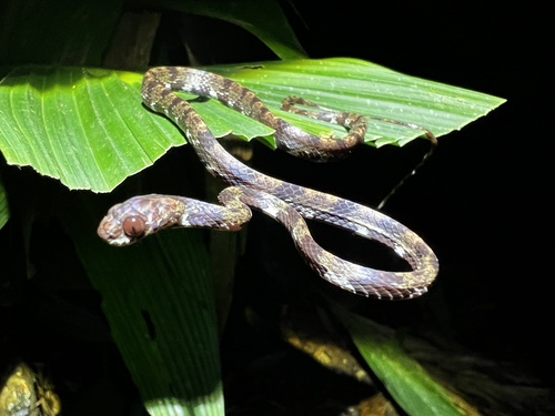 Ringed Snail Sucker