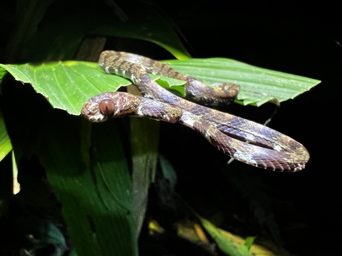 Ringed Snail Sucker