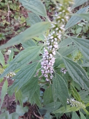 Agastache scrophulariifolia