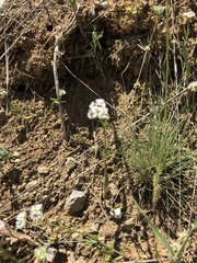 Valerianella coronata