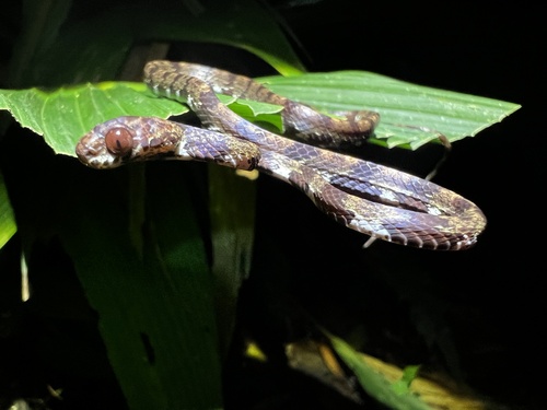 Ringed Snail Sucker