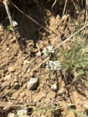 Valerianella coronata