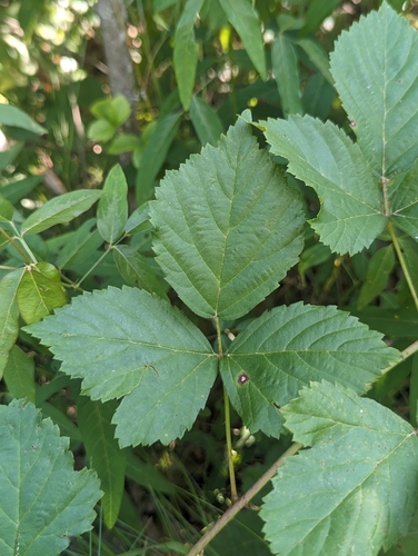 garden dewberry (Rubus aboriginum)