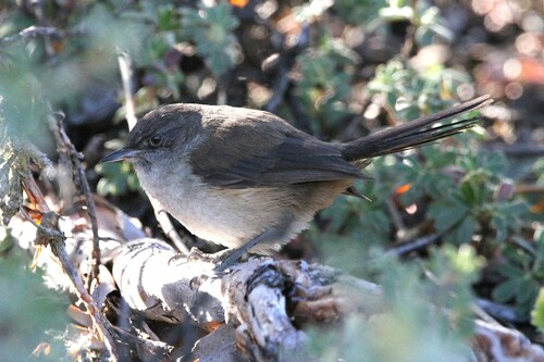 Dark-winged Canastero (Asthenes arequipae), photo 1