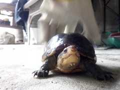 Kinosternon scorpioides scorpioides