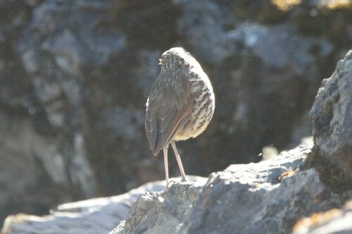 Stripe-headed Antpitta (Grallaria andicolus), photo 5