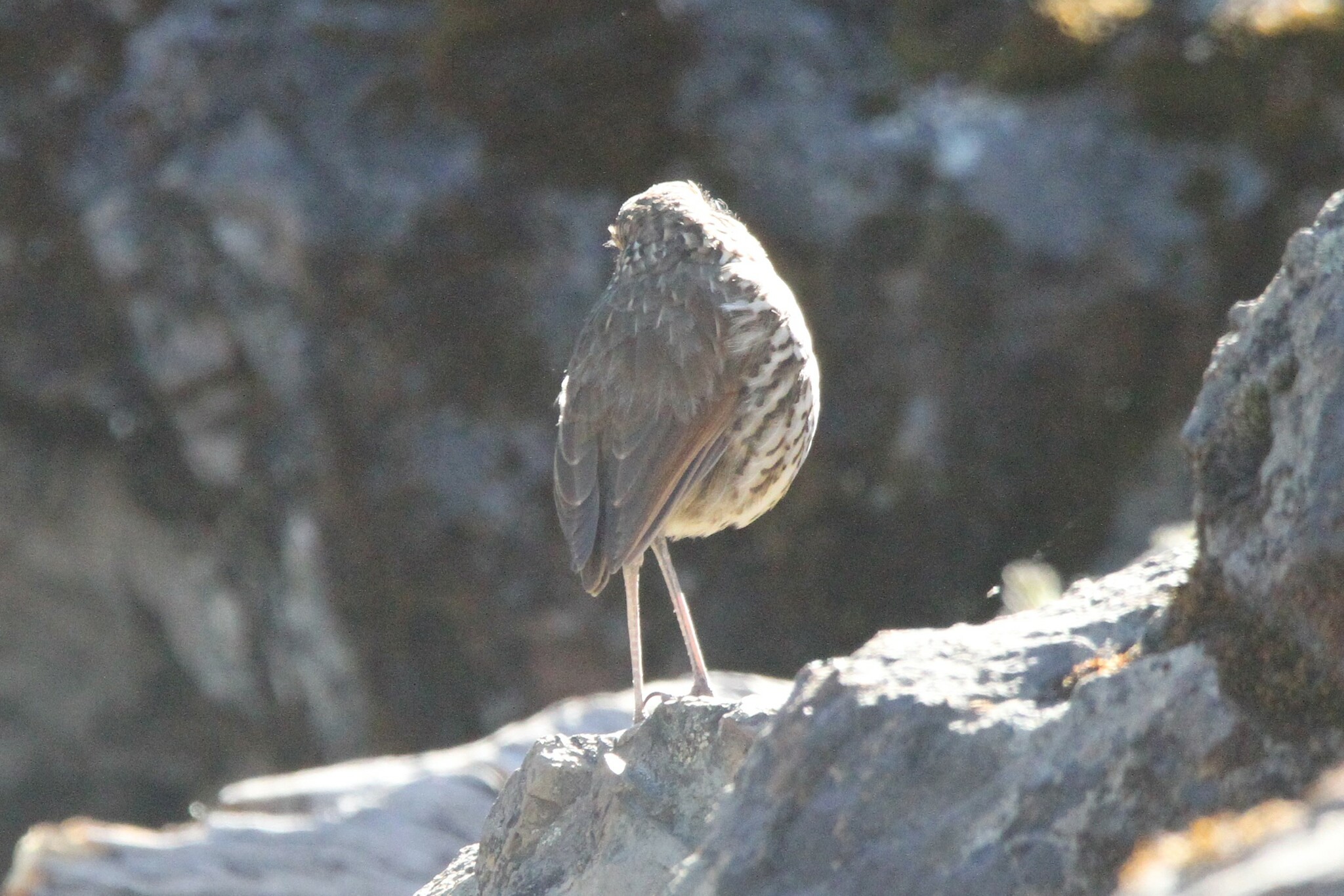 Stripe-headed Antpitta (Grallaria andicolus), photo 5