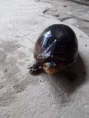 Kinosternon scorpioides scorpioides