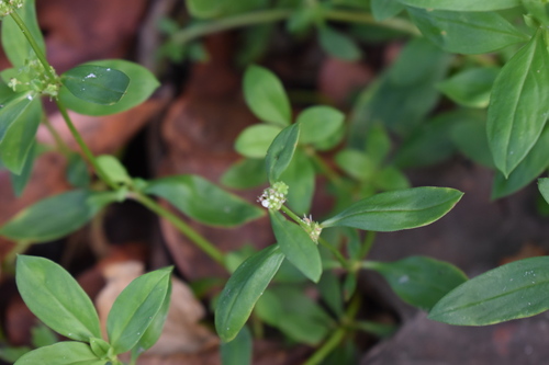 Image of Spermacoce ocymoides by (c) Kristály Cravens-Liszak, some rights reserved (CC BY)