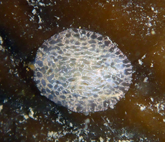 Corambe steinbergae