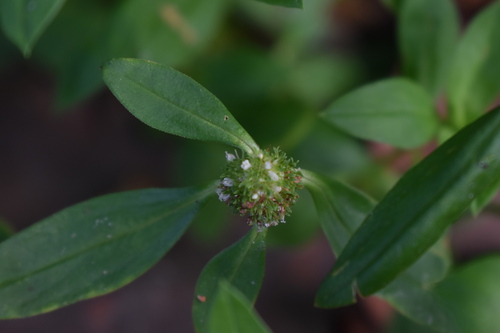 Basil-like Button Weed (Spermacoce ocymoides)