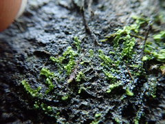 Jungermannia atrovirens