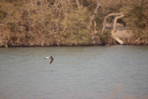 Common Greenshank