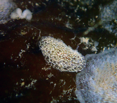 Corambe steinbergae