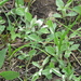Antennaria plantaginea - Photo (c) Katie Kucera, some rights reserved (CC BY), uploaded by Katie Kucera
