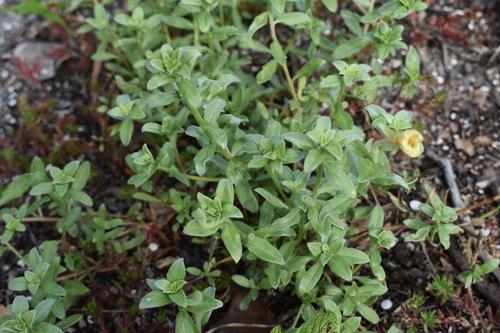 Image of Oenothera humifusa by (c) Kristály Cravens-Liszak, some rights reserved (CC BY)