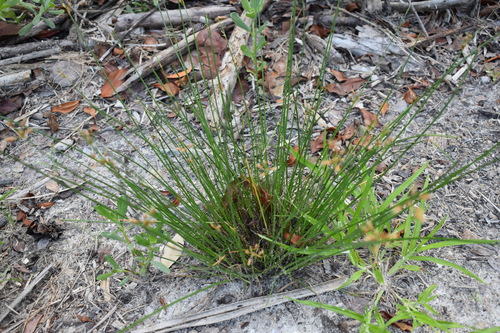 Image of Bulbostylis ciliatifolia by (c) Kristály Cravens-Liszak, some rights reserved (CC BY)