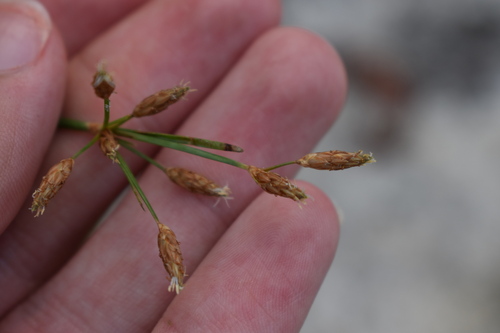 Capillary hairsedge (Bulbostylis ciliatifolia)