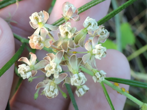 Asclepias verticillata